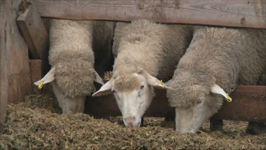 three sheep in a paddock eating
