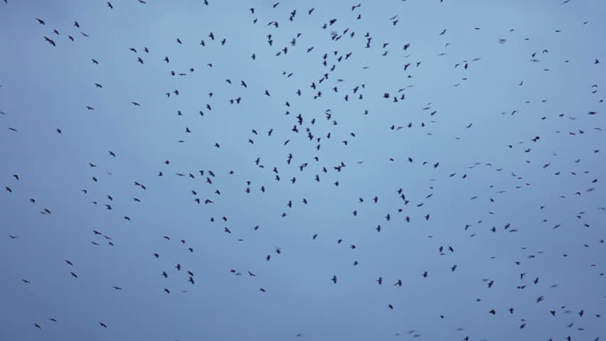 Crow flight whirling on dark blue sky