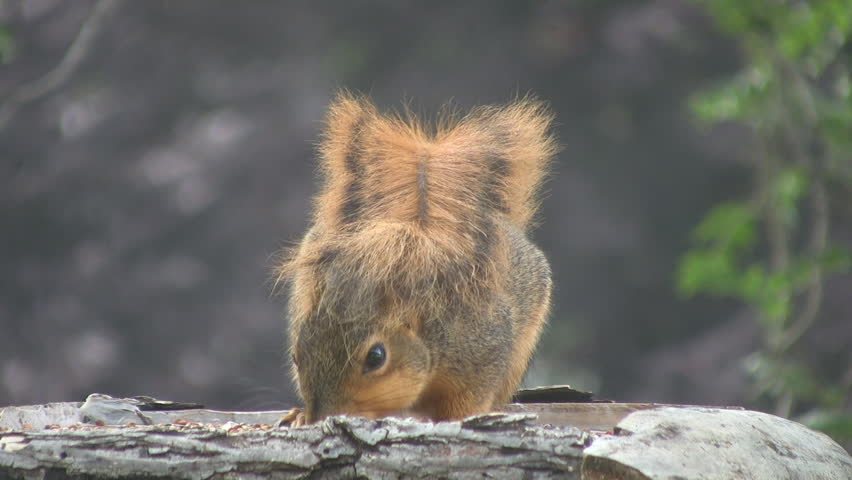 Squirrel eating with its tail over its head on bird feeder.