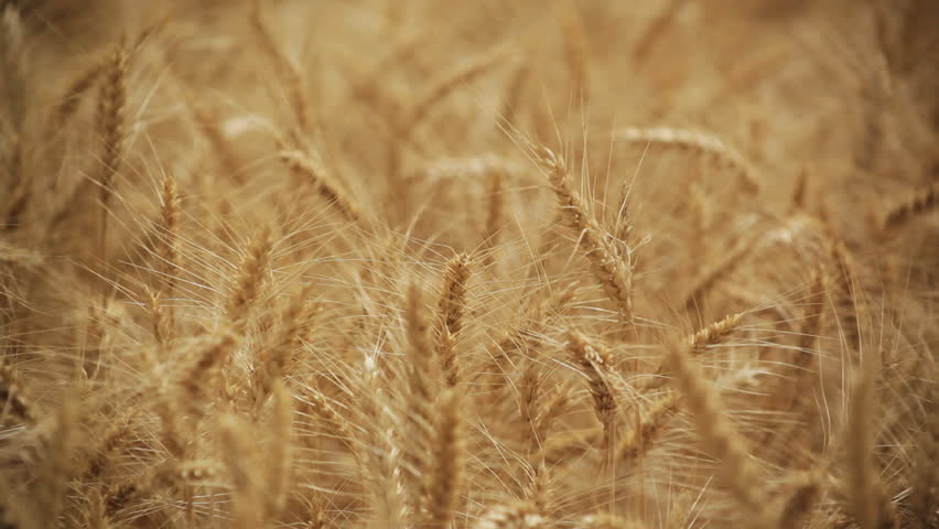 hand going through wheat Close up view of a hand going through the wheat on the field.