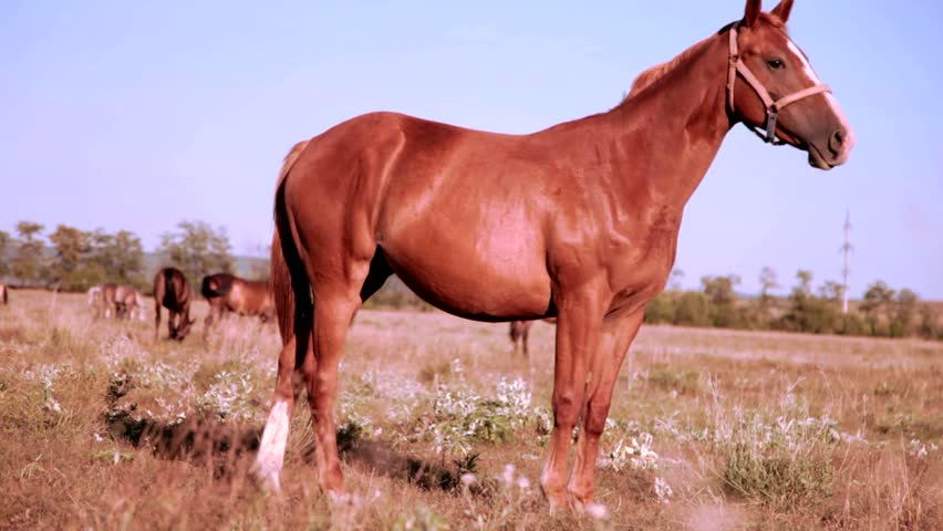 brown horse in the meadow looks at camera 