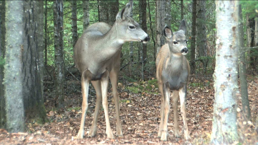 Mother cleaning up fawn