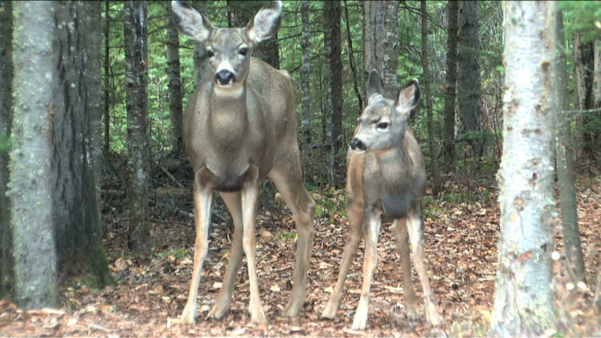 Mother cleaning up fawn