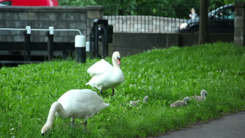  Two swans and cygnets are nibbling grass outside in a park 