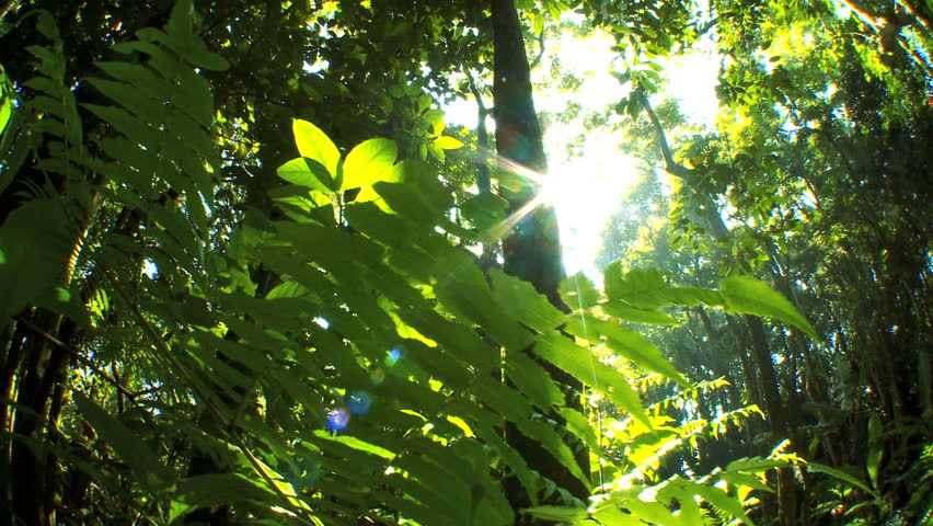 Sunlight filtering onto verdant green rainforest fauna  with audio