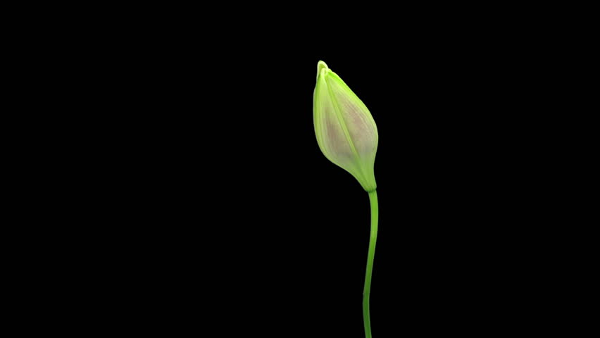 Time-lapse of opening and dying pink Longiflorum lily 