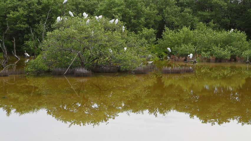 Flock of Great Egret roosts in the mangrove trees of a wildlife sanctuary in the Florida Keys.