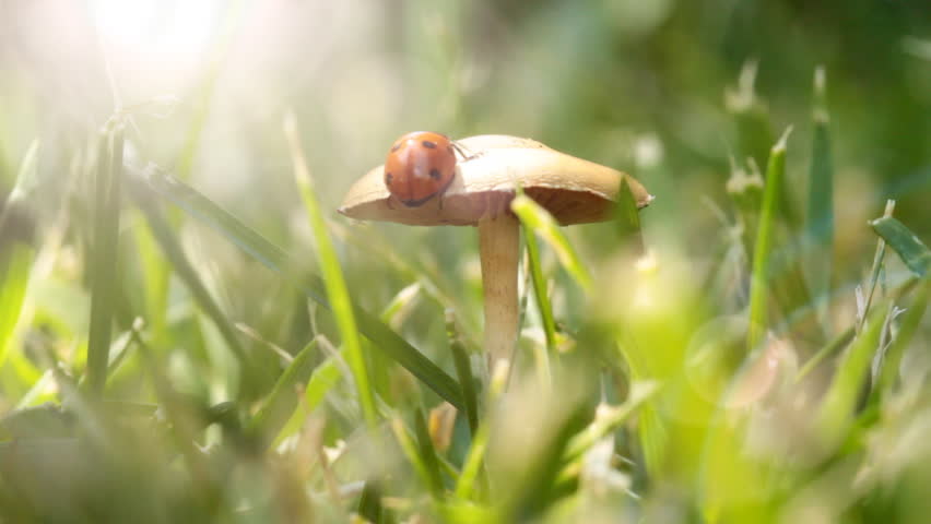 ladybug flying in sun rays. 