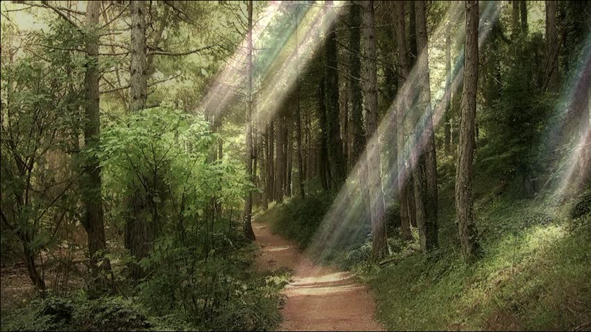 Enchanted forest