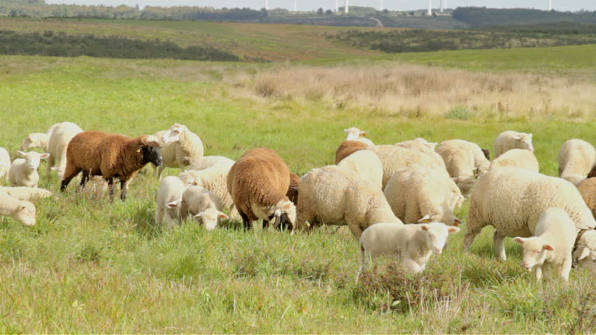 Sheep in the fields from Portugal