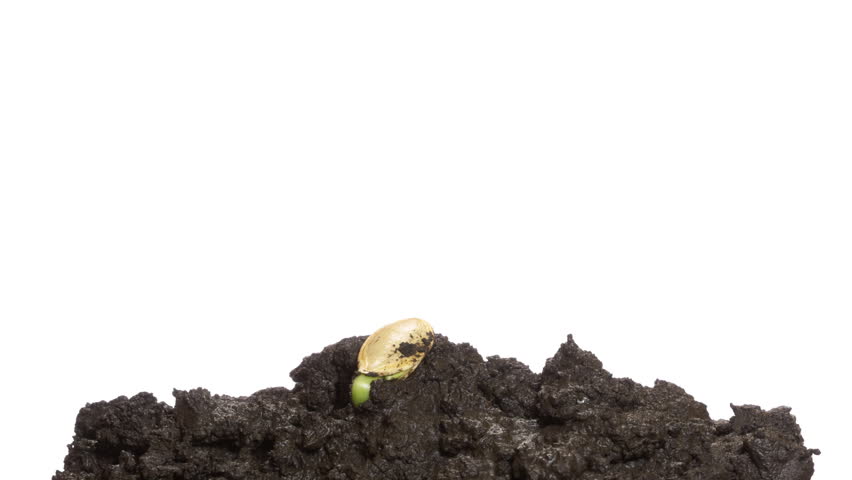Time-lapse grow sprout from seed - isolated on white background. Closeup of green vegetable marrow sprout growing