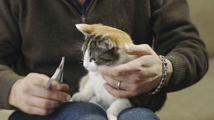 Caucasian adult cat owner with scissors cutting sharp claws to tricolor female cat at home