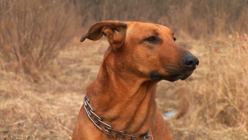 big red dog barks at nature