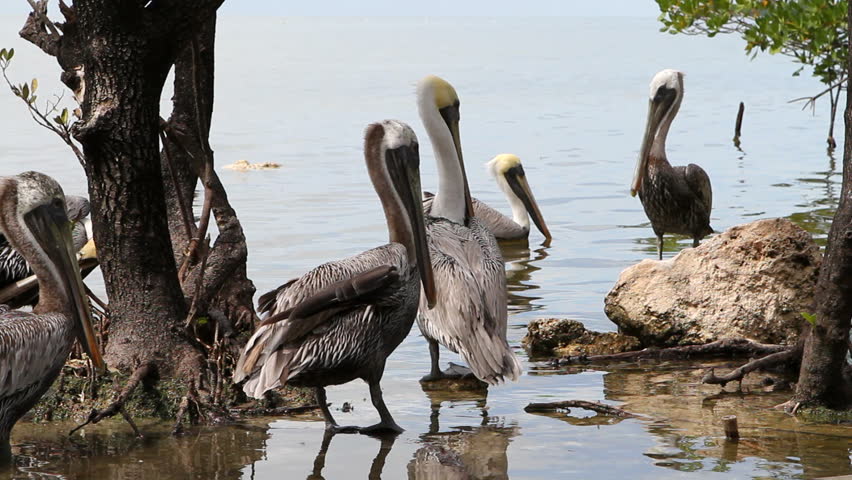 Flock of pelicans in mangroves of a wildlife sanctuary in the Florida Keys.