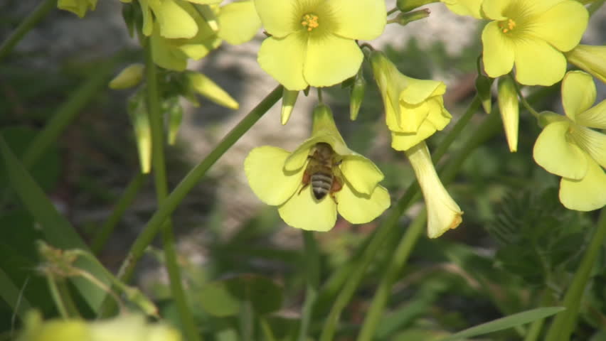 honey bee collecting nectar