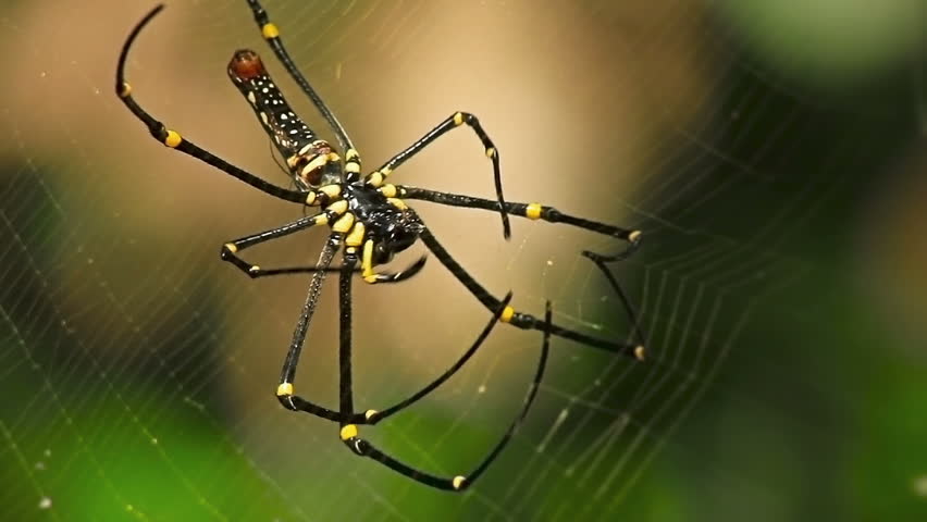 Big spider in spider web