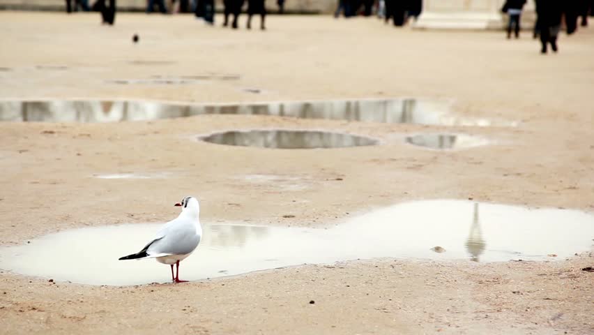 bird in the sandy puddle 