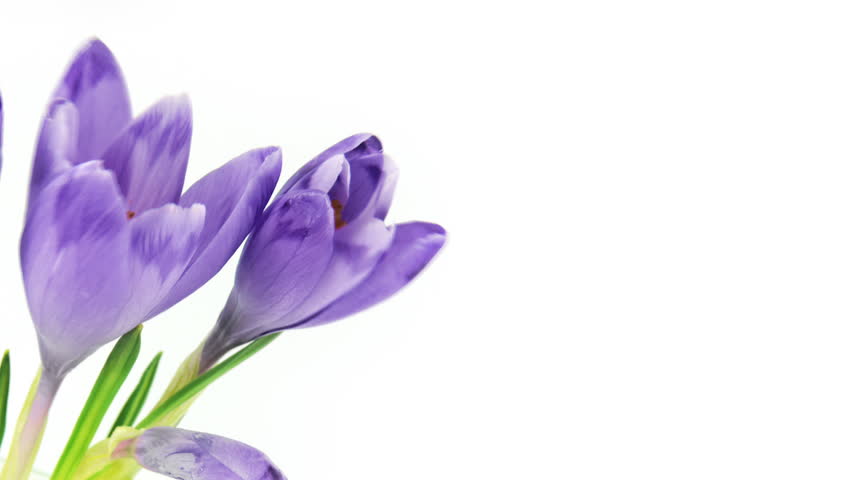 Timelapse blooming crocuses isolated on white. HD 1080p, 30fps, brightness stabilized - no flickering.