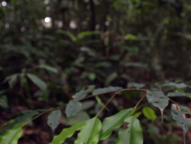 Leaf mimic katydid with rainforest in the background, Ecuador