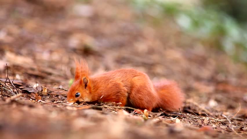 European Red Squirrel