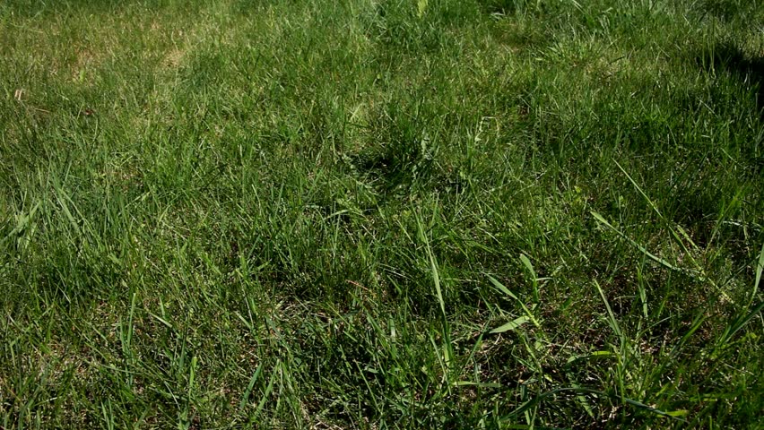 Mower