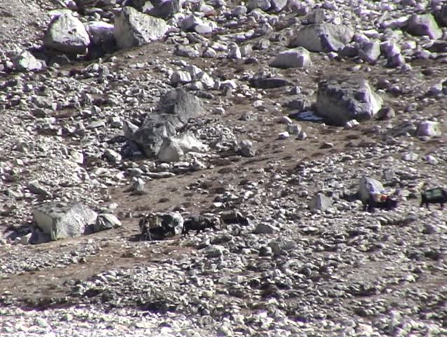 Tele shot of Yaks and porters on the rugged trail to Everest base camp, Nepal