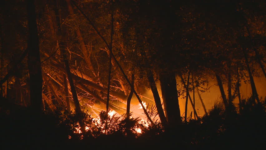 Forest fire at night