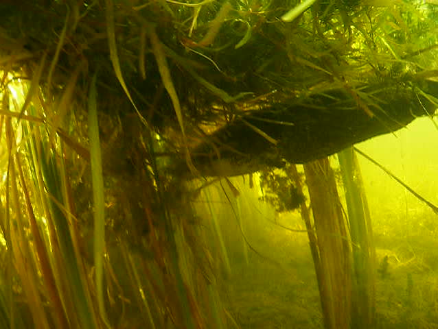 Catfish in a river swim away