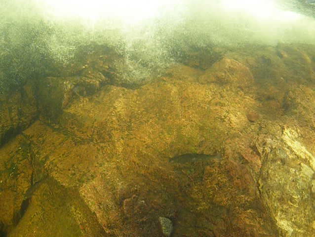 Trout under water in a waterfall