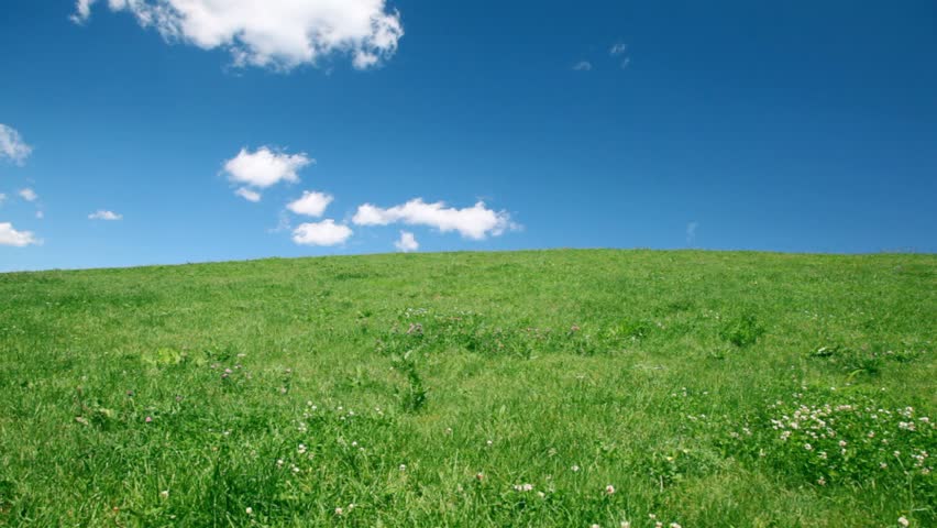 happy family holding hands up hill with green grass and wildflowers 