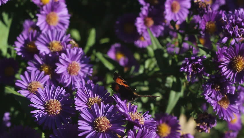Small Tortoiseshell and bees on a Aster dumosus