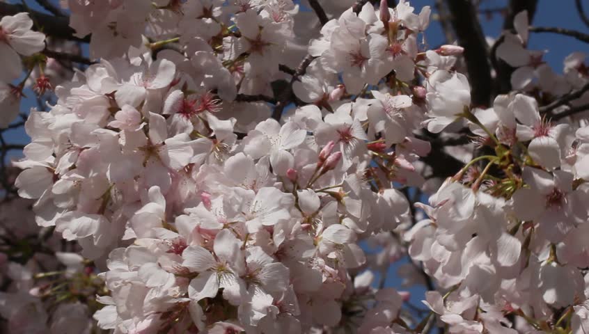 closeup of beautiful big bunches of cherry blossoms on a sunny, breezy day - HD