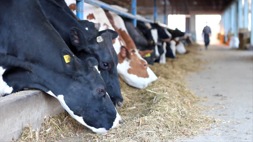 Cows on Farm