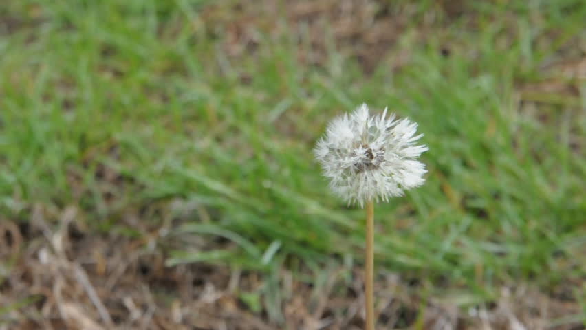 dandelion in the wind