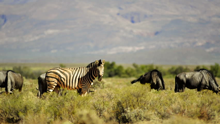 A zebra, in the middle of gnus, looking at the camera