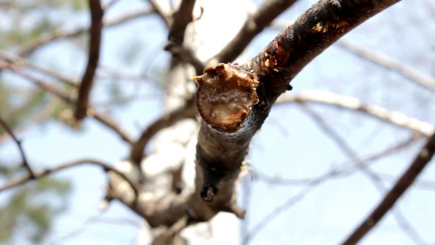 drop of birch sap is dripping from the branches - close up