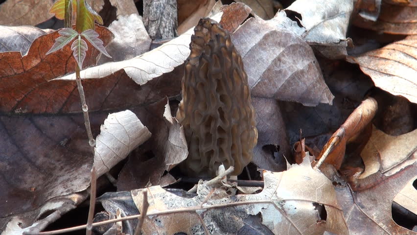 Black morel mushroom hidden in a pile of leaves. It is a favorite find for mushroom hunters in the spring. 