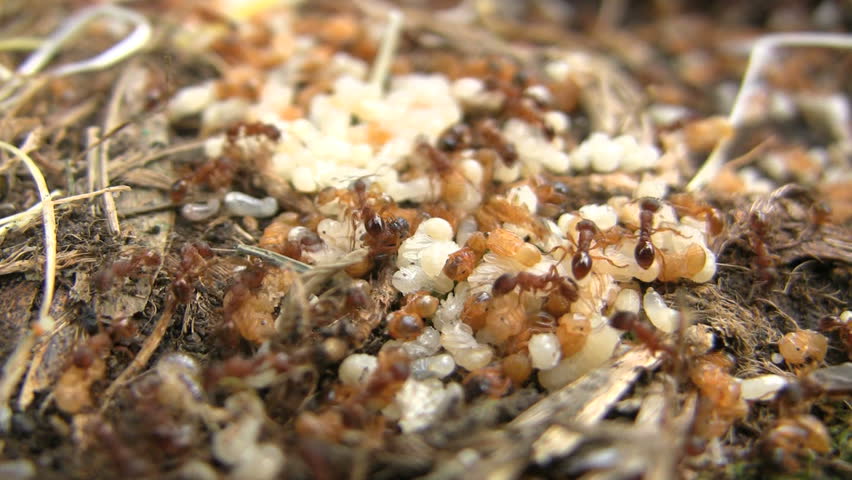 Ants that have been hidden under a stone are trying to protect their larvae