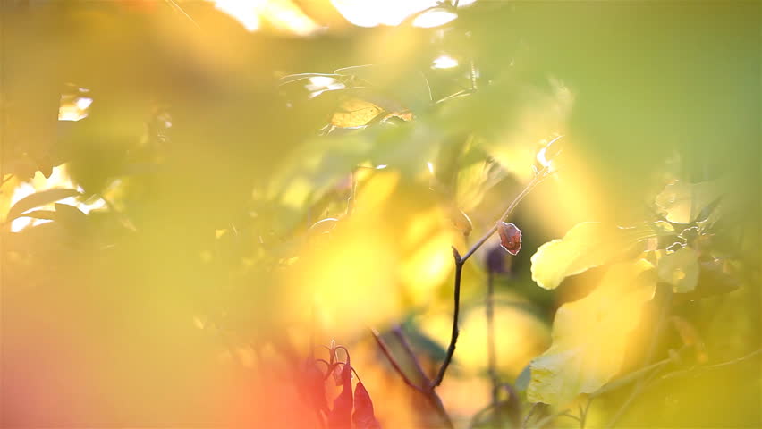 Withered persian Ironwood leaf moving in the wind (Full HD)