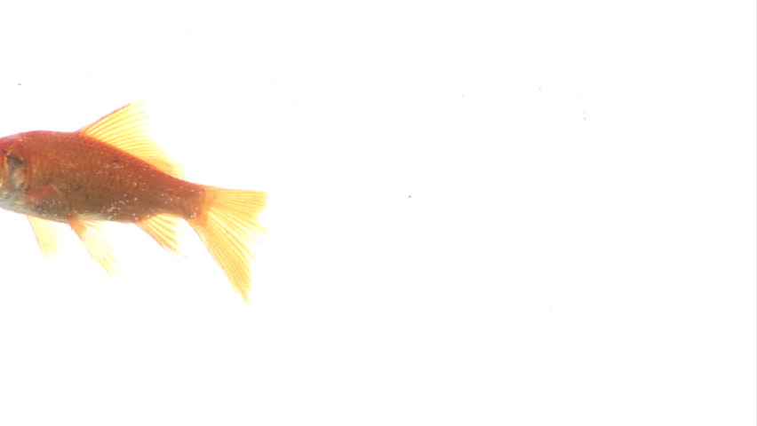 Gold Fish in a bowl