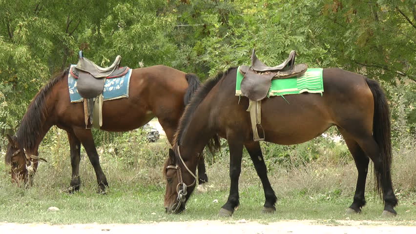 Horses grazing in Crimea