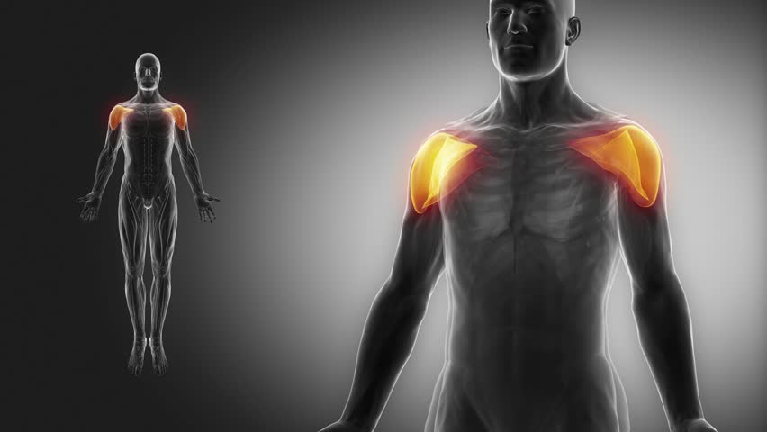 External Abdominal Oblique - Muscle Anatomy With Muscular Map Stock
