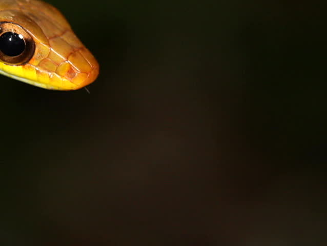 Olive whipsnake (Chironius fuscus). In rainforest, Ecuador