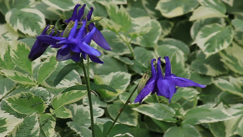 Blue Hybrid Columbine Flower Along With Ground Cover