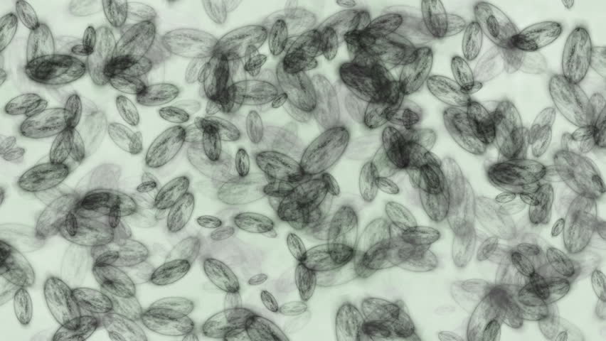 Bacteria