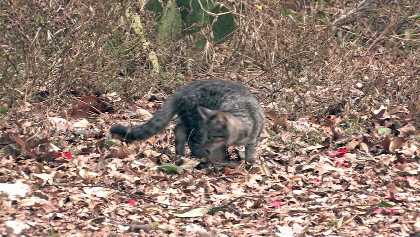 Video of wild cats in the wild hunting for food. Walking through forest and weed area.  Abandoned by owners.  