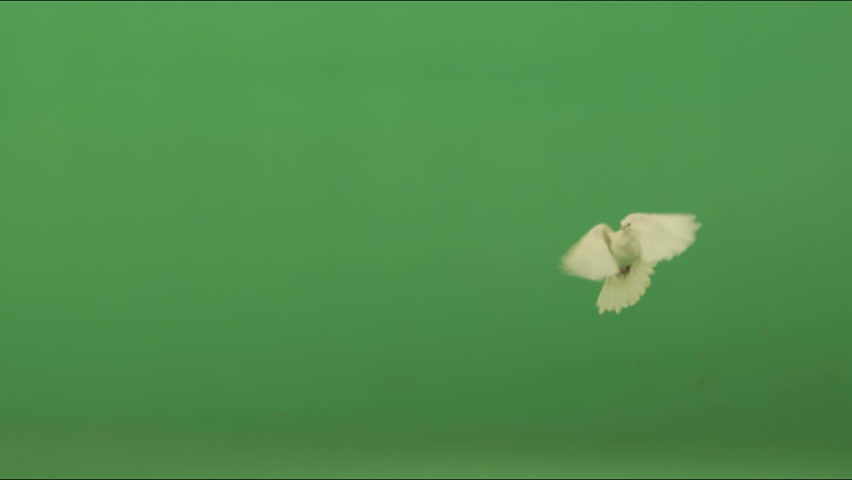 doves 