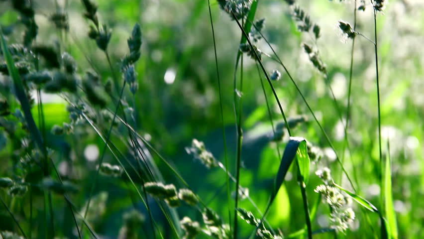 walk in grass at forest sunset