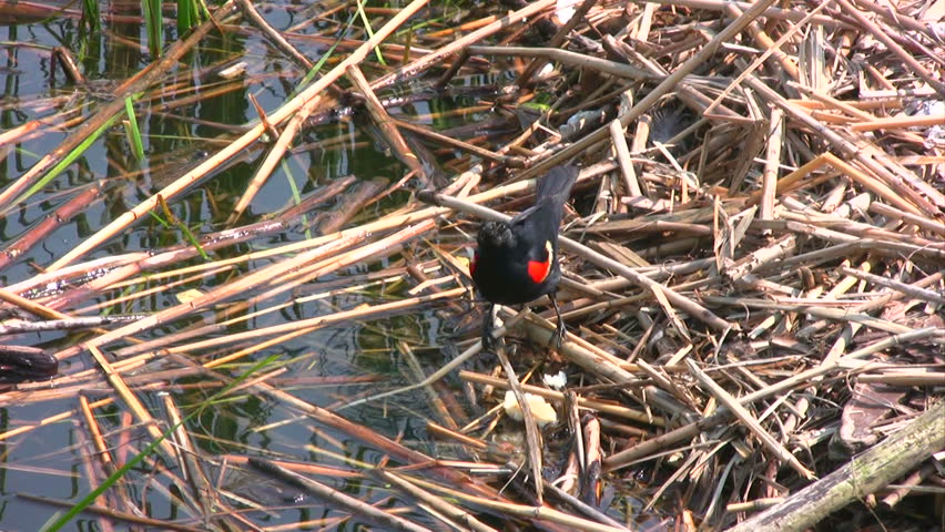Adult Red-winged Blackbird Around the Lake, Taking Food