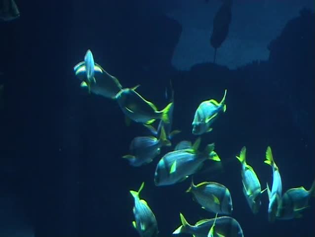 Large shoal of Fish in blue sea